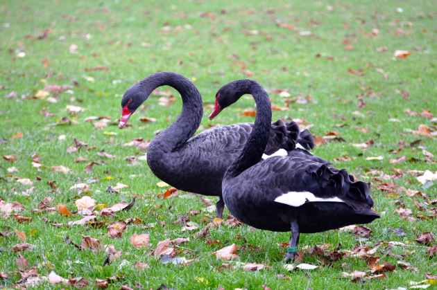 animals avian beaks black